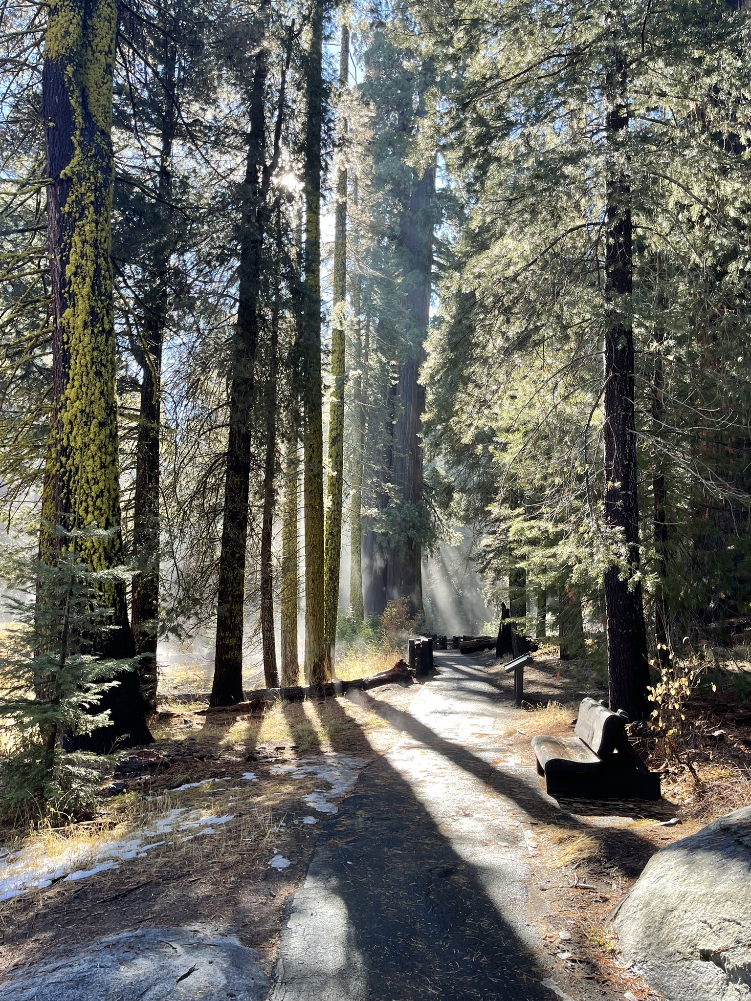 Sunlight filtering between tall trees onto a forest path